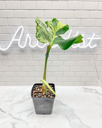 Monstera Ocean Mint