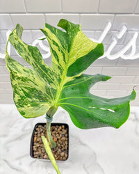 Monstera Ocean Mint