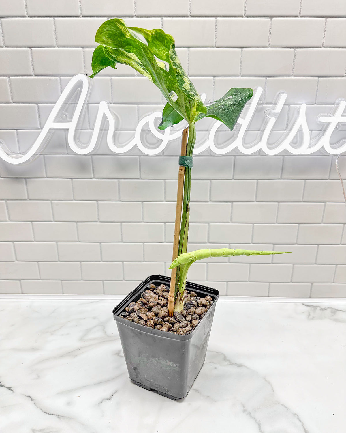 monstera ocean mint Monstera Ocean Mint – aroidery