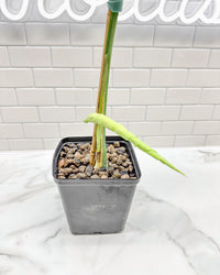 Monstera Ocean Mint