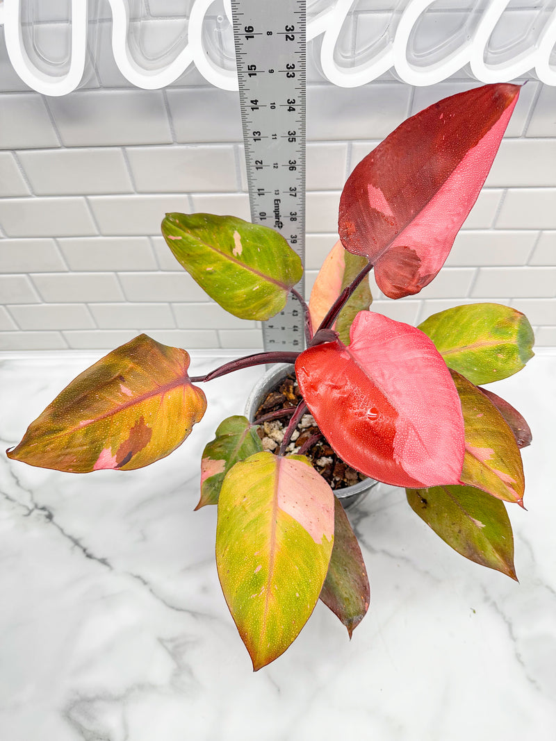 Philodendron Persimmon Princess