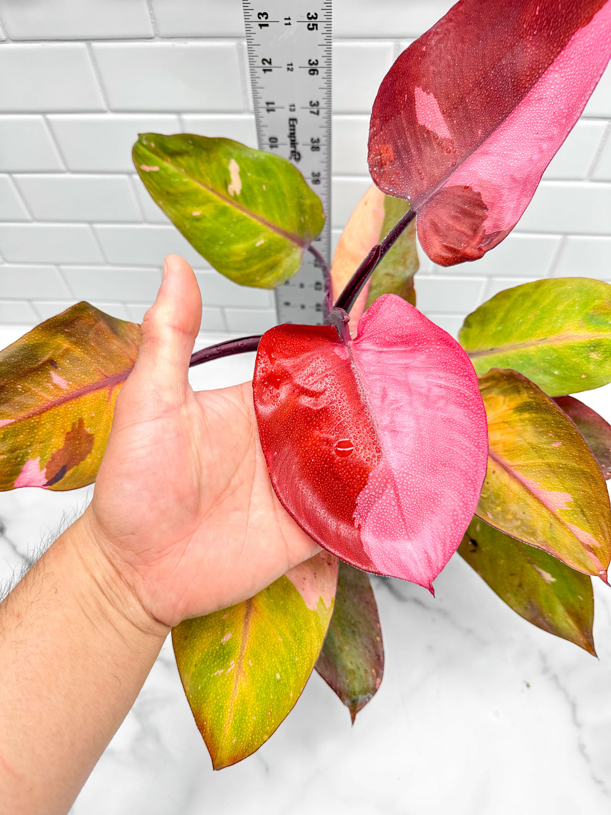 Philodendron Persimmon Princess