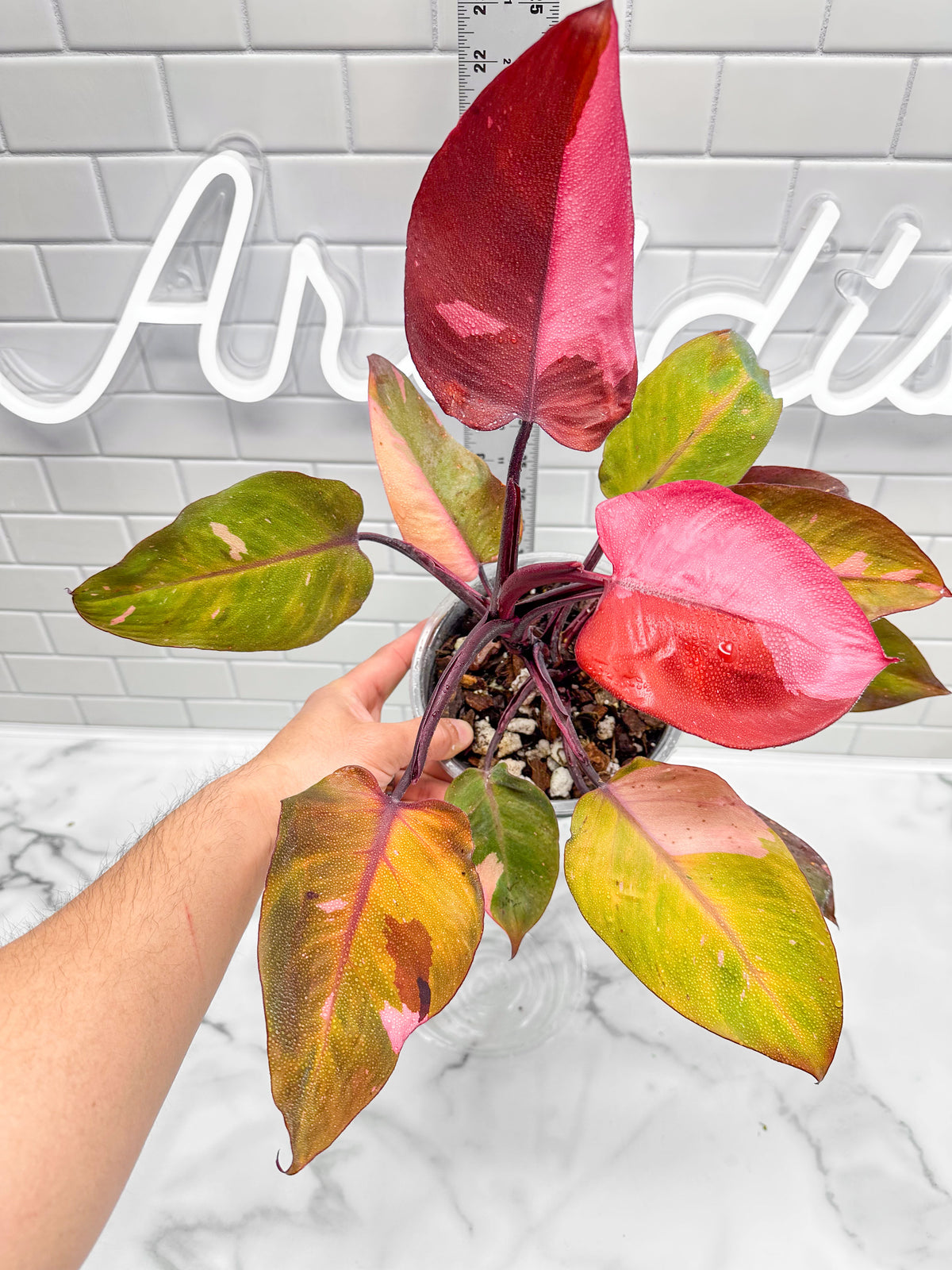 Philodendron Persimmon Princess