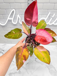 Philodendron Persimmon Princess