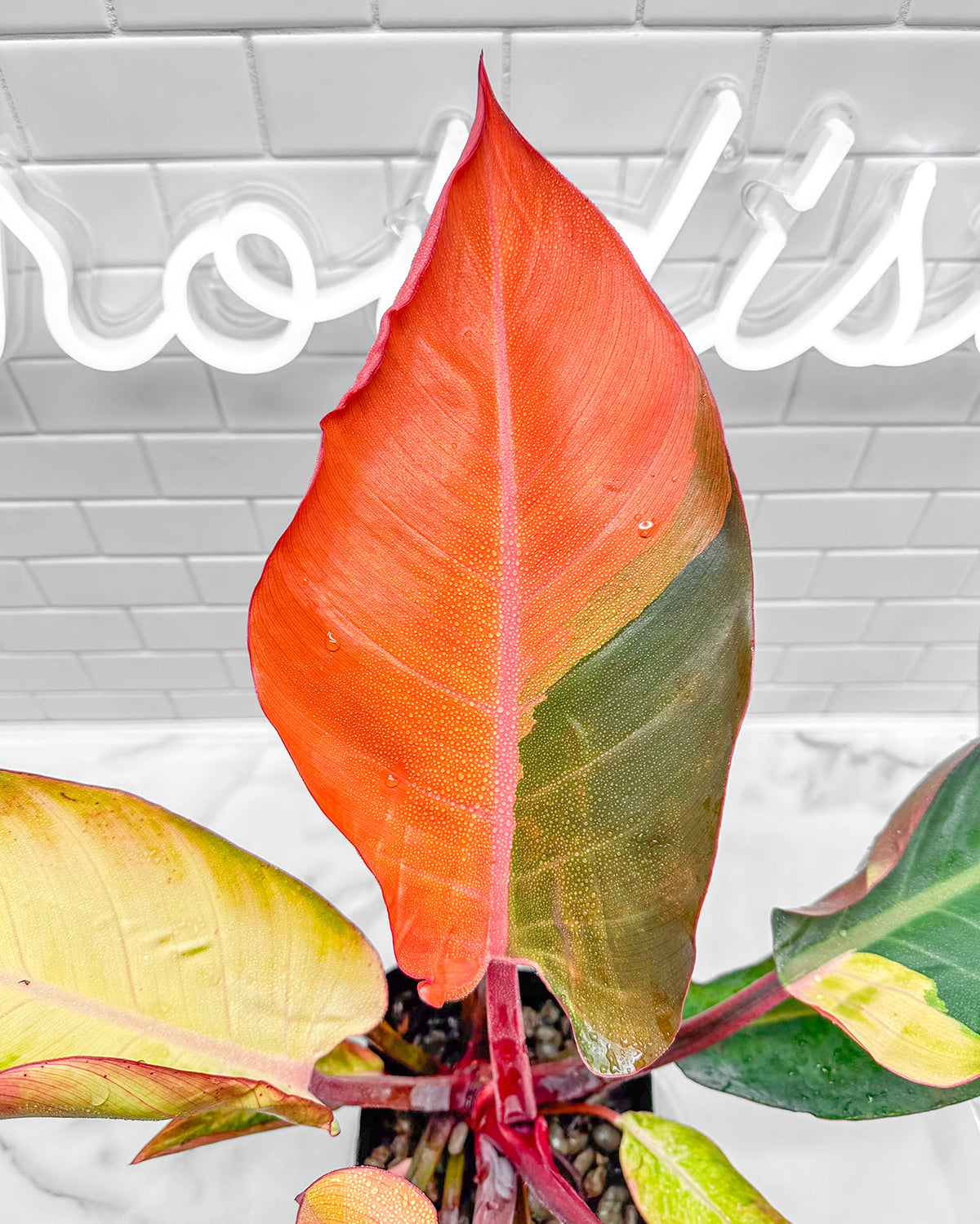 Philodendron Firebird