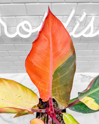 Philodendron Firebird