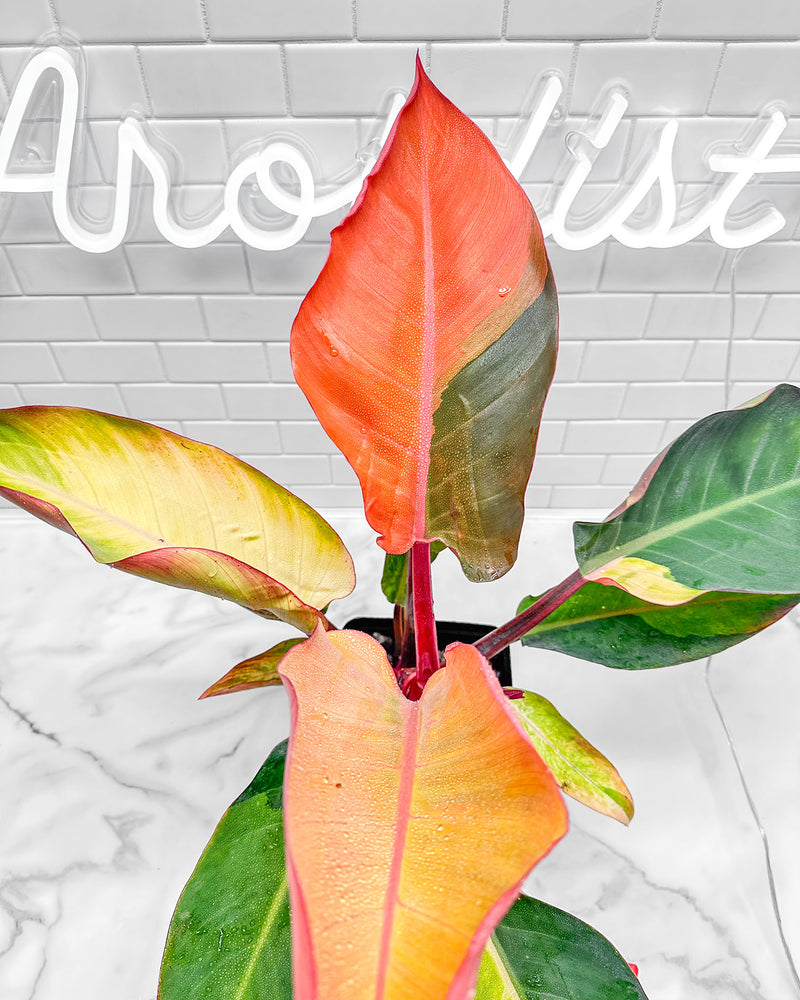 Philodendron Firebird