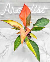 Philodendron Firebird