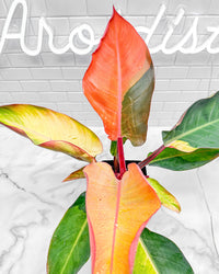 Philodendron Firebird