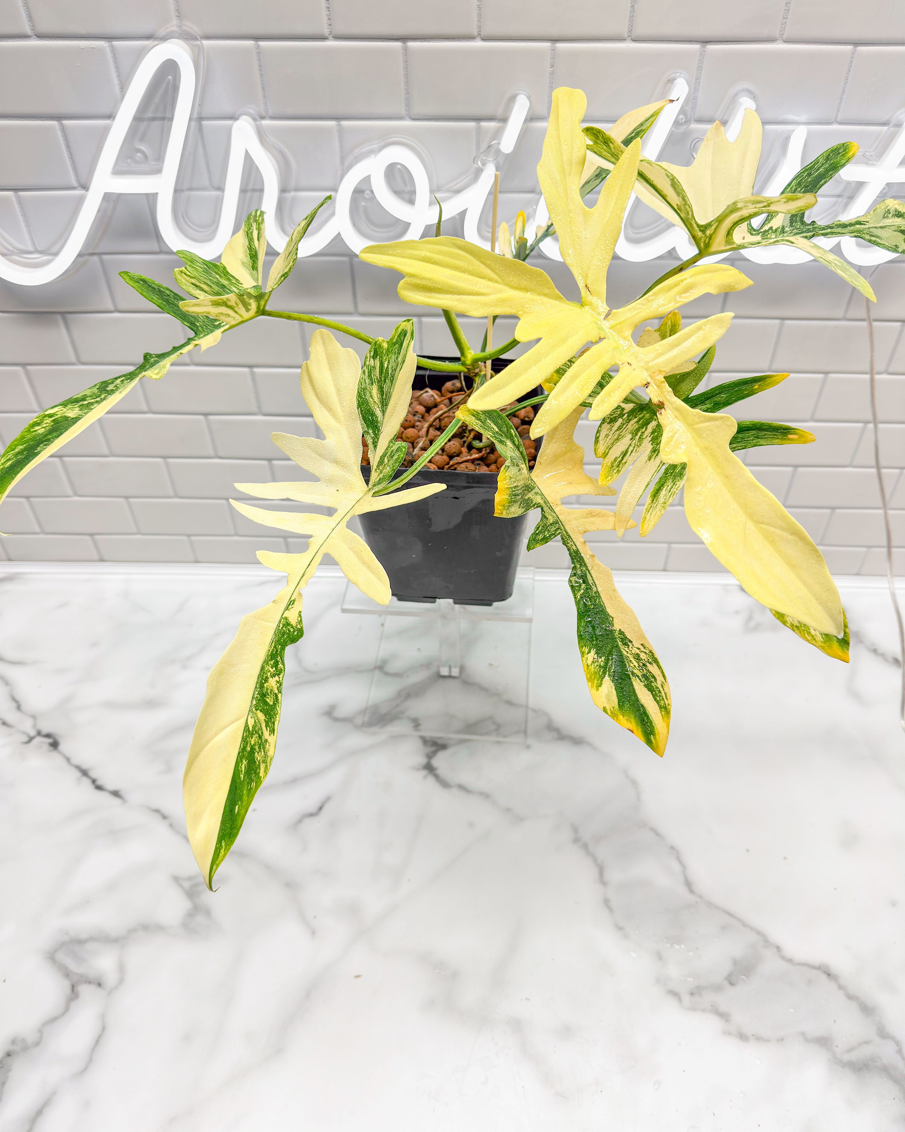 Philodendron Florida Beauty X Mayoi (Narrow Form) – aroidery