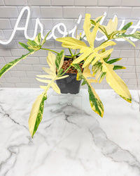 Philodendron Florida Beauty X Mayoi (Narrow Form)