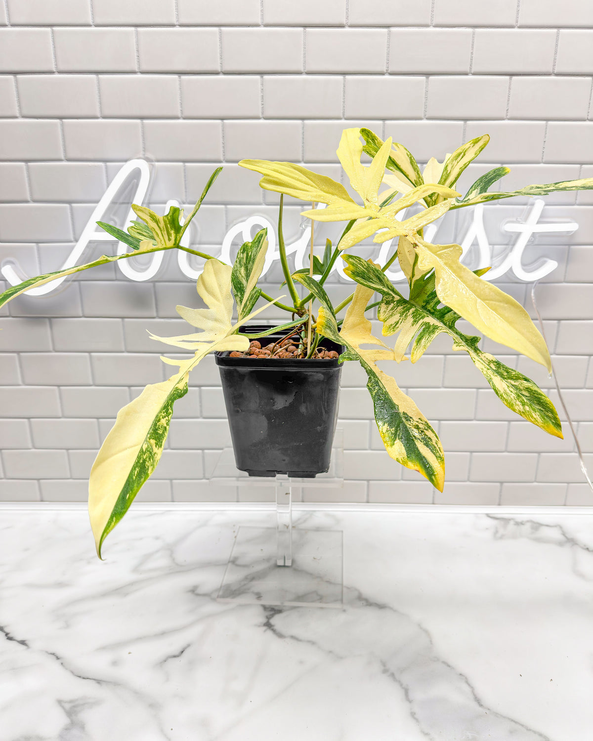 philodendron florida narrow Philodendron Florida Beauty X Mayoi (Narrow Form) – aroidery
