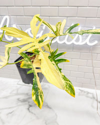 Philodendron Florida Beauty X Mayoi (Narrow Form)