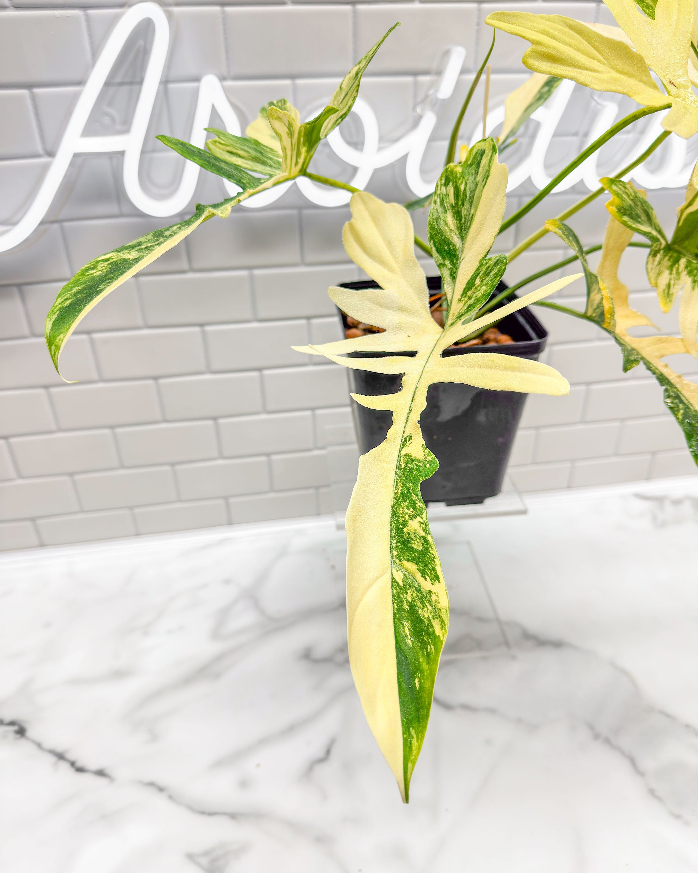 philodendron narrow flowers Philodendron Florida Beauty X Mayoi (Narrow Form) – aroidery
