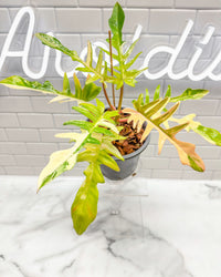 Philodendron Florida Beauty X Tortum