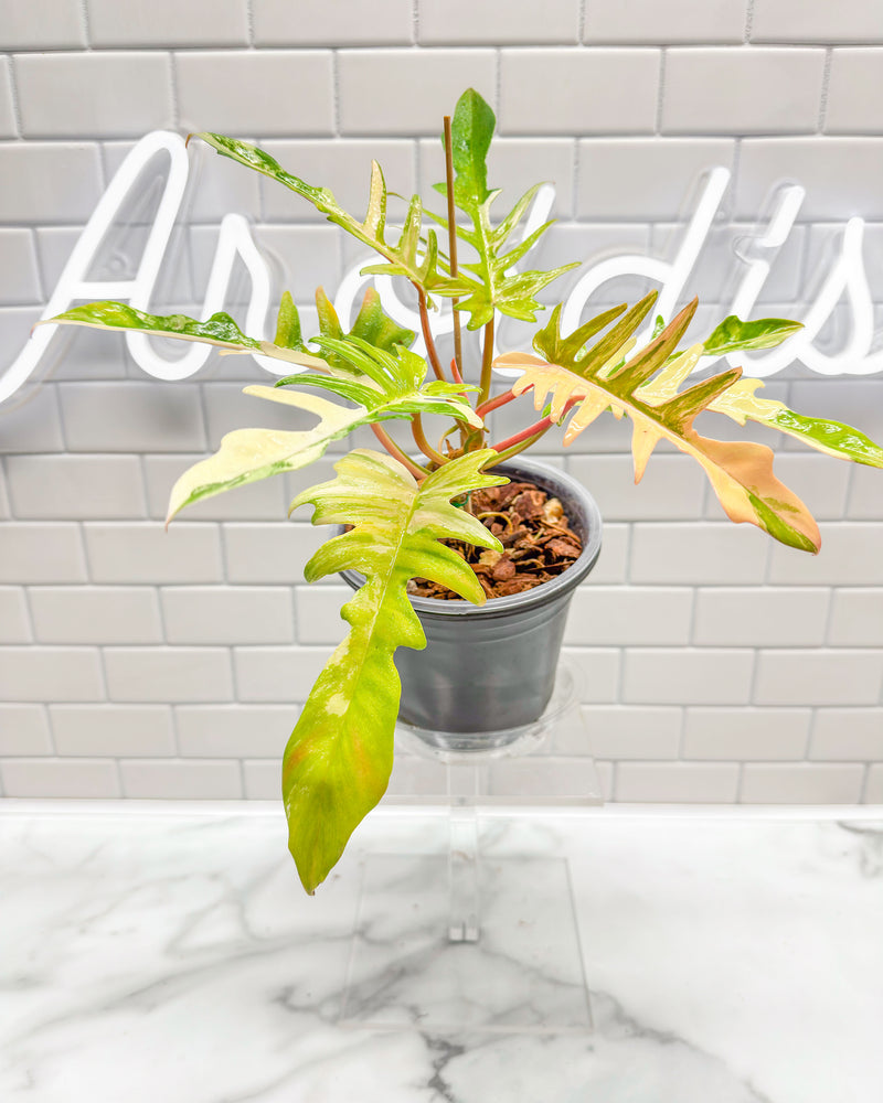 Philodendron Florida Beauty X Tortum