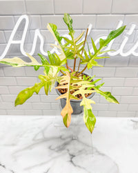 Philodendron Florida Beauty X Tortum