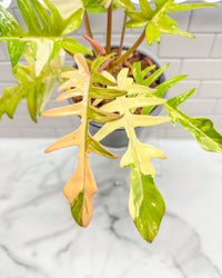 Philodendron Florida Beauty X Tortum